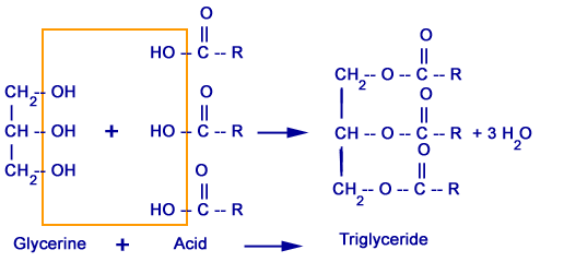 Structures And 3 Main Functions Of Lipids Triglycerides