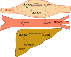 Cori cycle of gluconeogenesis