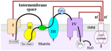 Chemiosmosis and electron transport chain