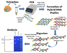 Application of PCR in DNA analysis