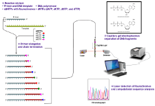 DNA sequencing methods