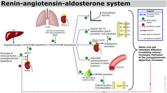 Ренин ангиотензин альдостероновая система
