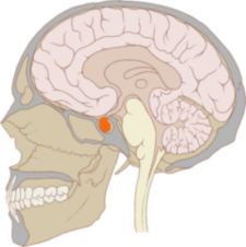 Pituitary gland location