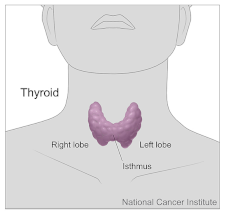 Thyroid and parathyroid glands location