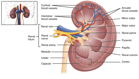 Internal structure of human kidney