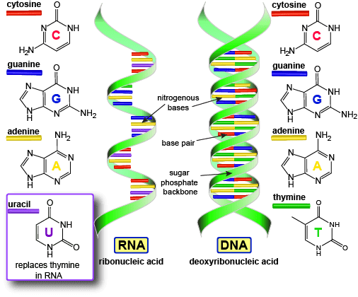 Nitrogenous building blocks of nucleic acids (DNA and RNA)