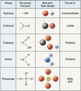 Functional groups of different types of biomolecules: carbs, lipids, proteins and nucleic acids