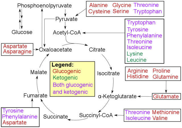 Glucogenic and ketogenic amino acids and gluconeogenesis