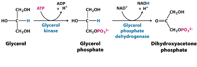 Glycerol in gluconeogenesis