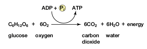 Cellular respiration equation