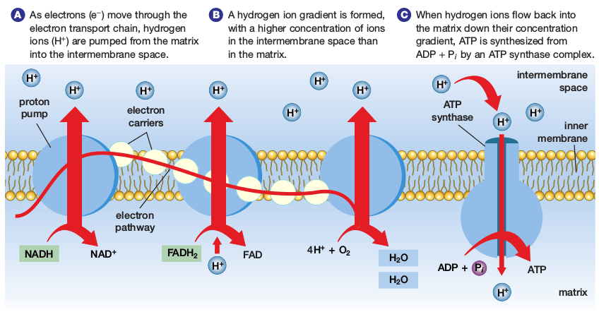 Electron transport chain and oxidative phosphorylation