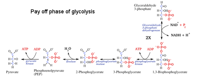 Pay off phase of glycolysis pathway