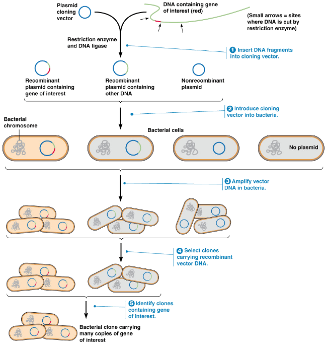 Технология рекомбинантной ДНК (последовательность этапов)