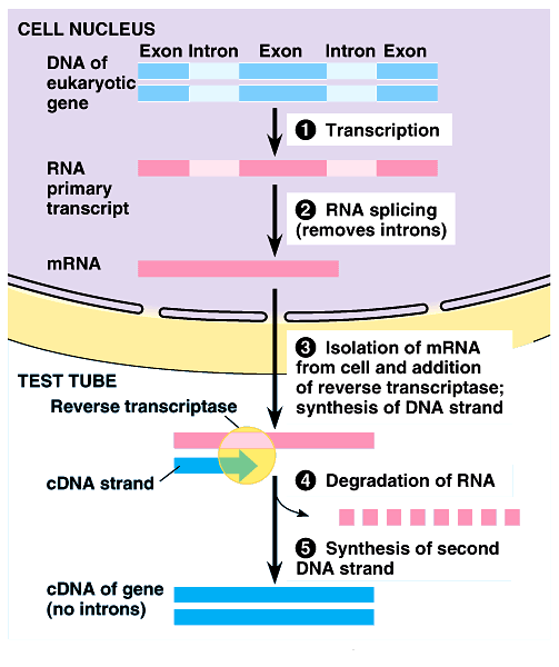 Экспрессирование генов эукариот в прокариотических векторах (плазмидах)