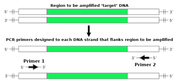 PCR primer annealing