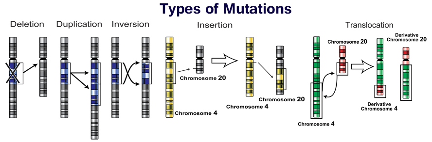 5 types of chromosomal mutations