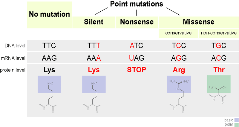 3 types of point mutations