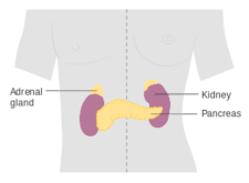 Adrenal gland location