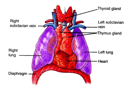 Расположение вилочковой железы (тимуса) в теле человека