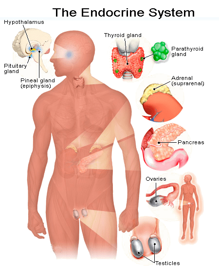 Organs of the endocrine system