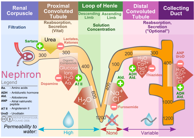 Kidney nephron transport diagram