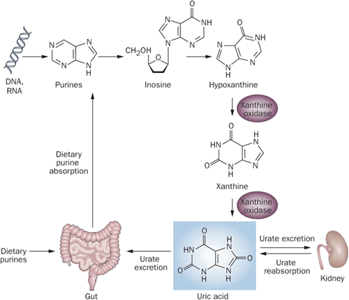 Метаболизм пуриновых нуклеотидов в организме человека (схема)