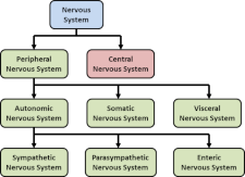 Components of the Nervous System