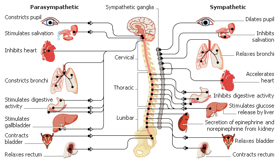 Sympathetic and parasympathetic nervous systems
