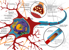 Neuron cell diagram
